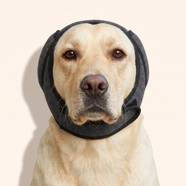 Dog wearing noise-reducing ear muffs – Pawsome Plushies