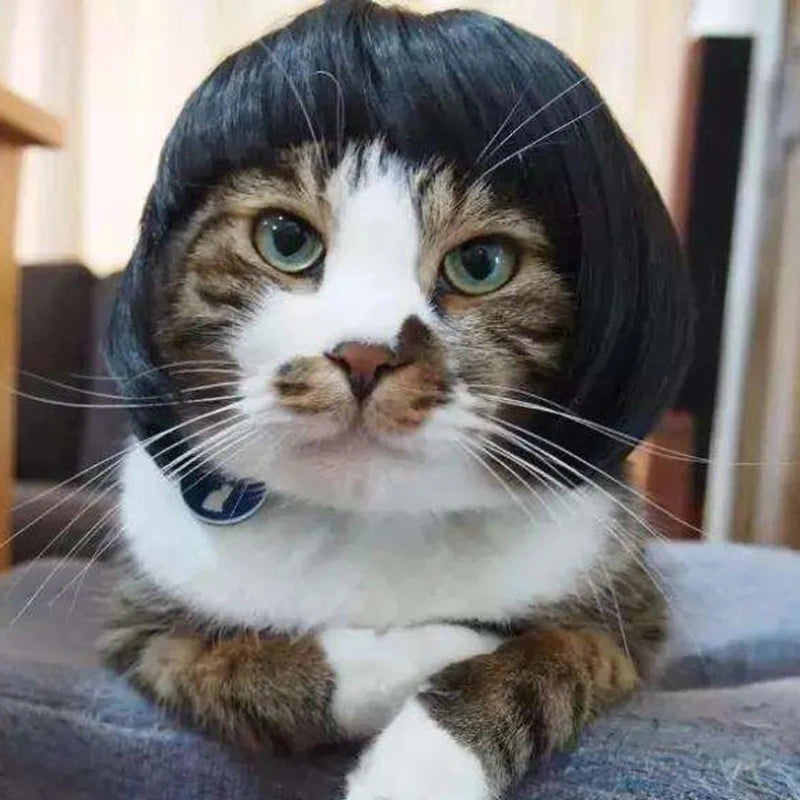 Funny Pet Wigs – Cosplay Costume Hair for Dogs & Cats