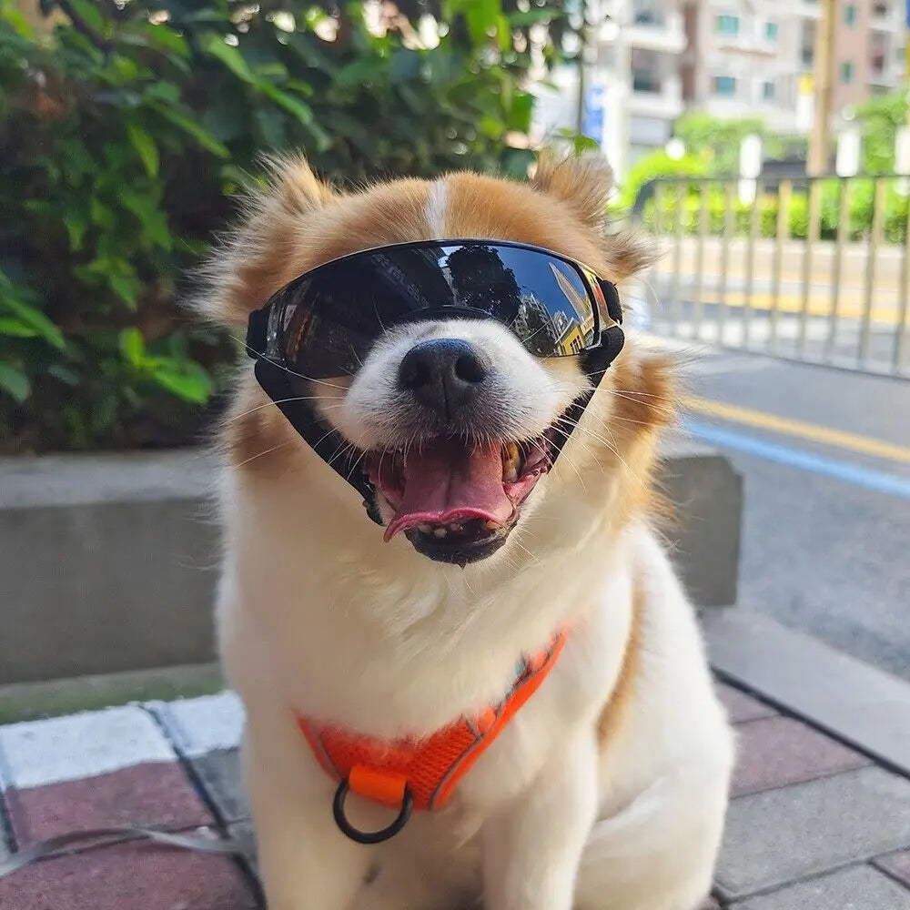 Dog Goggles Sunglasses — Adjustable UV-Protection Eyewear for Small Dogs