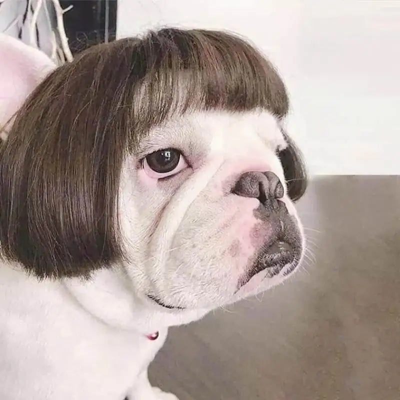 Funny Pet Wigs – Cosplay Costume Hair for Dogs & Cats