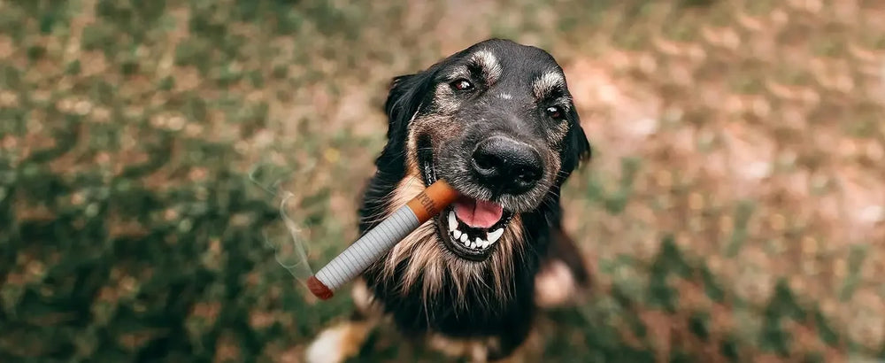 Cigar plush squeaky dog toy — photo 9