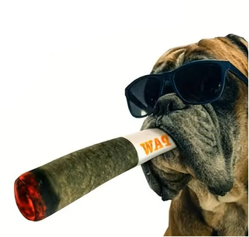 Cigar-Style Squeaky Plush Dog Toy