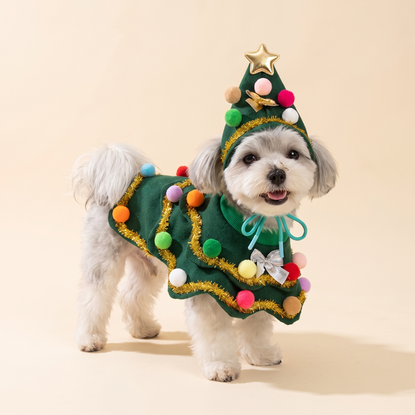 Small white dog wearing the Christmas tree dog cape and cone hat with gold star, tinsel and pompoms