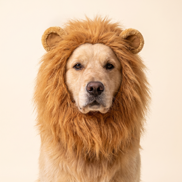 Dog wearing the plush lion mane headdress – Pawsome Plushies