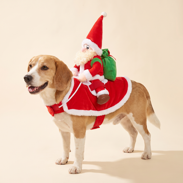 Beagle wearing the reindeer rider costume with stuffed Santa on its back