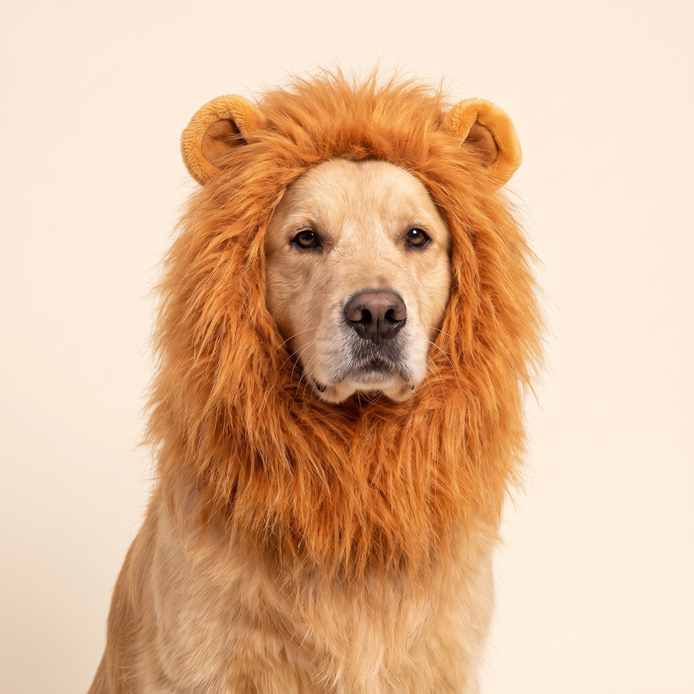 Dog wearing the ginger plush lion mane headdress