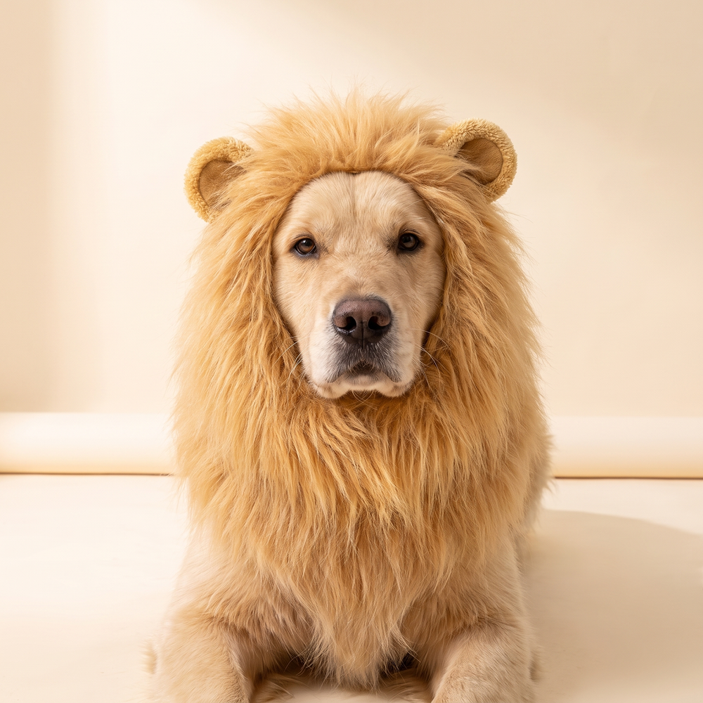 Dog wearing the golden plush lion mane headdress