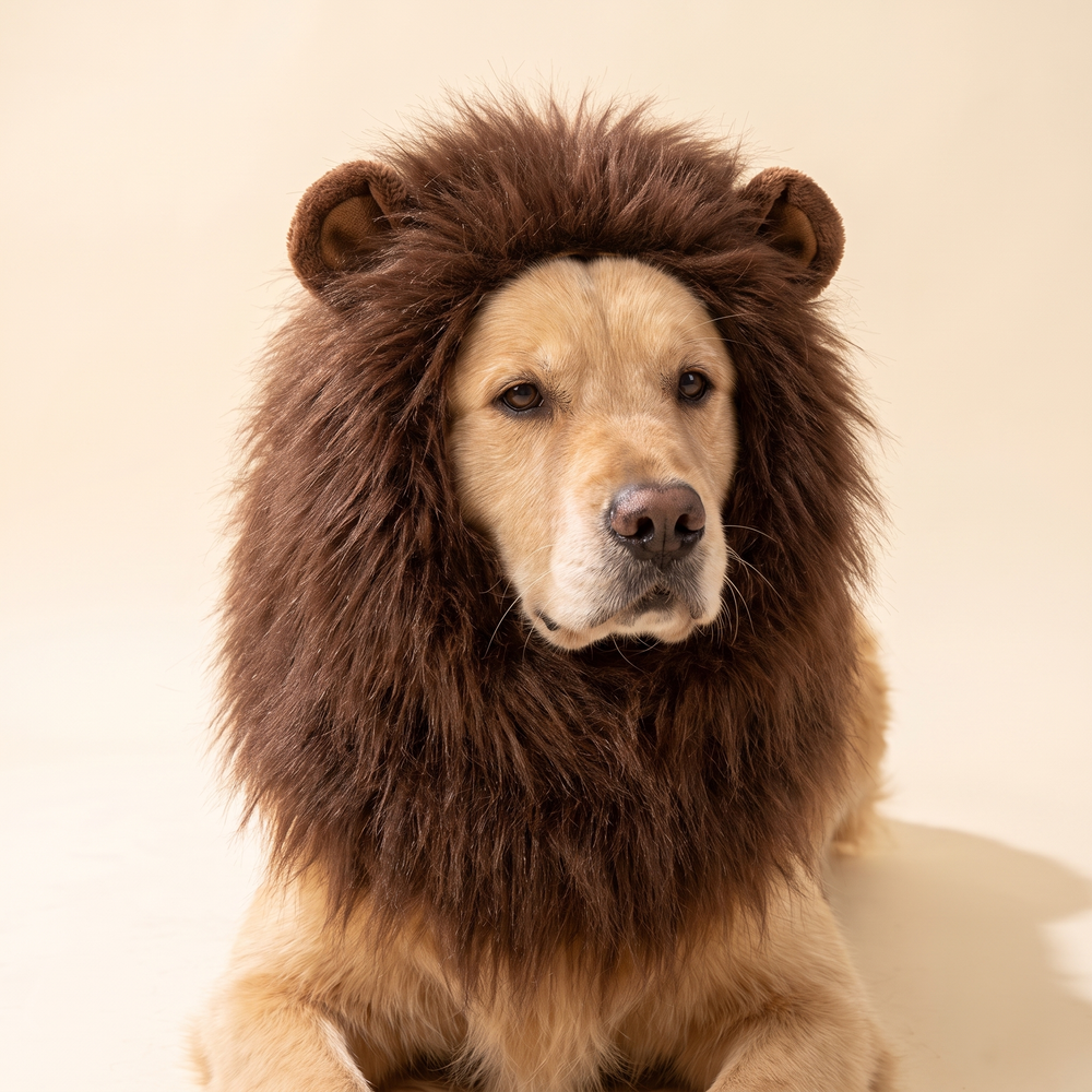 Dog wearing the coffee brown plush lion mane headdress
