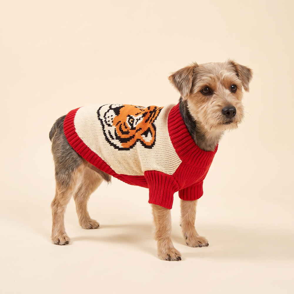 Dog wearing the tiger face knitted Christmas sweater
