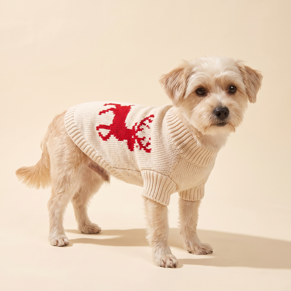 Dog wearing the red reindeer knitted Christmas sweater