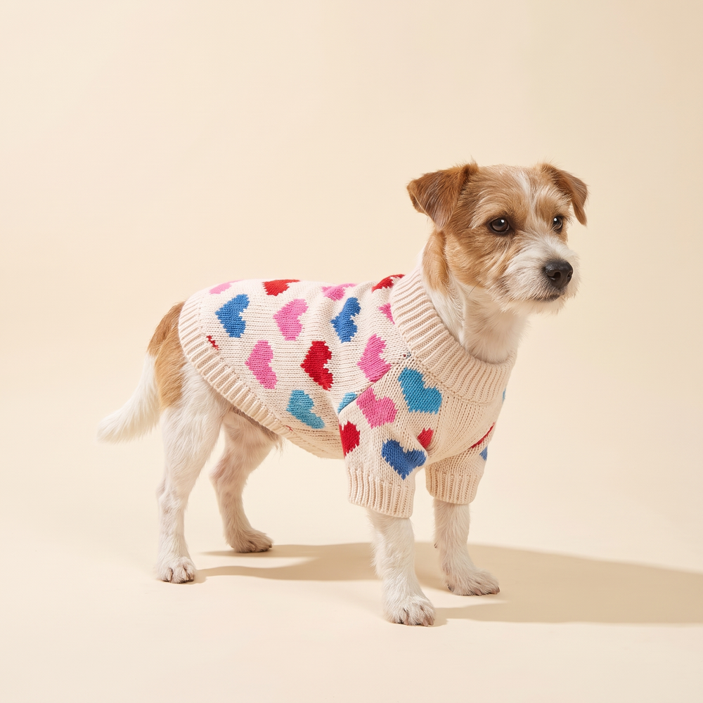 Dog wearing the colourful hearts knitted Christmas sweater