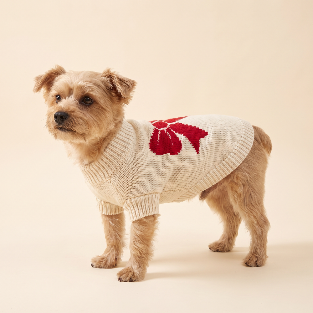 Dog wearing the red bow knitted Christmas sweater