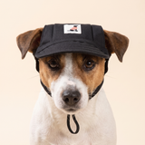 Jack Russell terrier wearing a black dog baseball cap with ear holes and chin strap