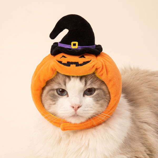 Cat wearing the plush pumpkin hat with black witch hat
