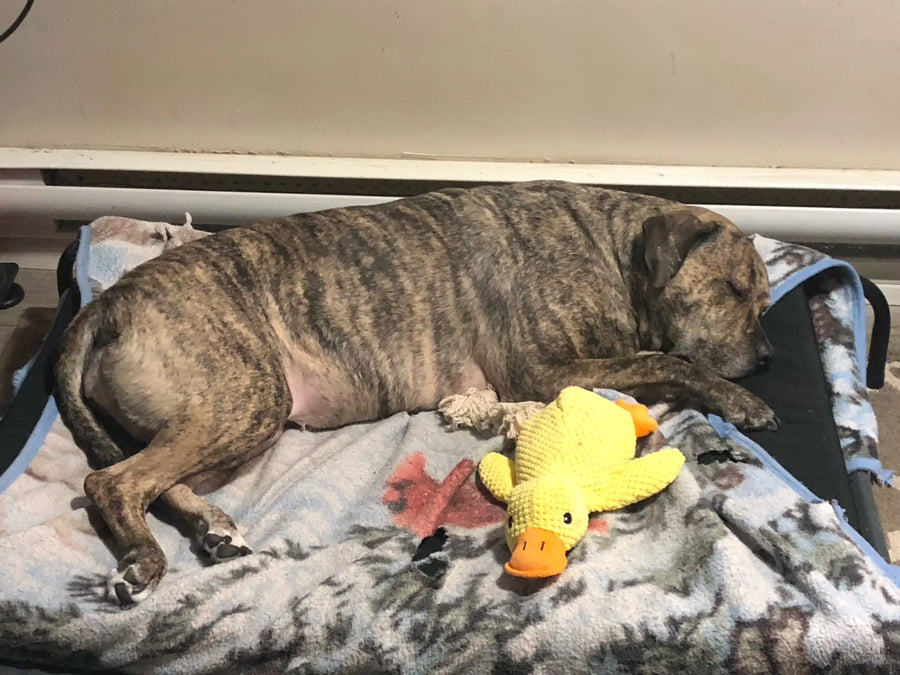 Customer photo: brindle dog resting beside the yellow Calming Duck squeaky plush