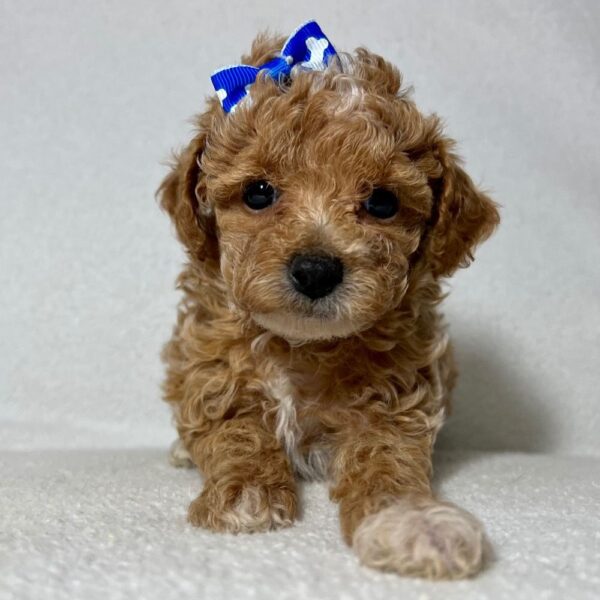 LUCY - Image 9