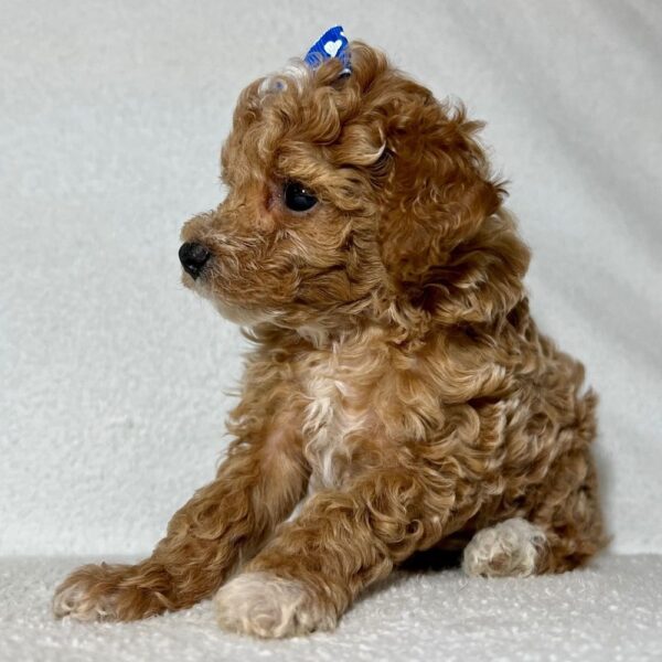 LUCY - Image 7