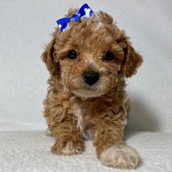 LUCY - Image 6