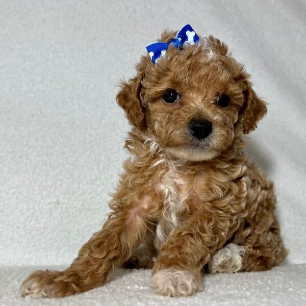 LUCY - Image 5