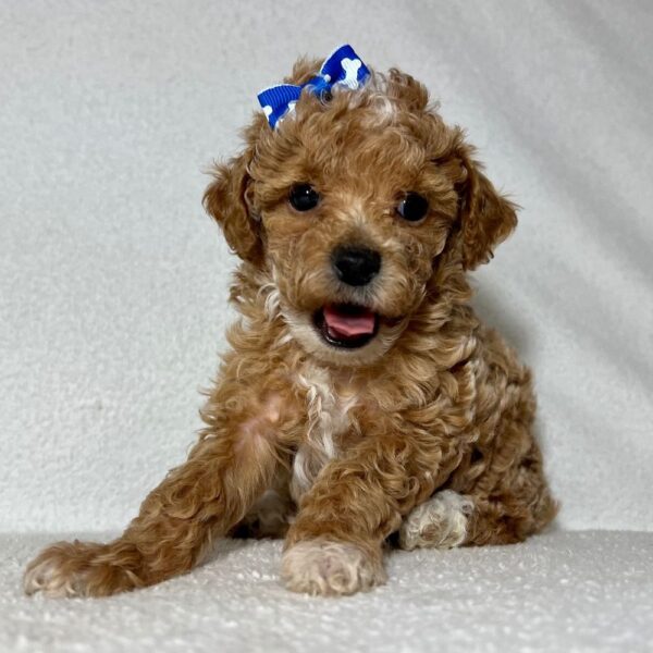 LUCY - Image 3