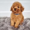 WINSTON - Image 2