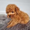 WINSTON - Image 4