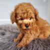 WINSTON - Image 5