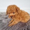 WINSTON - Image 6