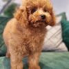 WINSTON - Image 7
