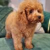 WINSTON - Image 8
