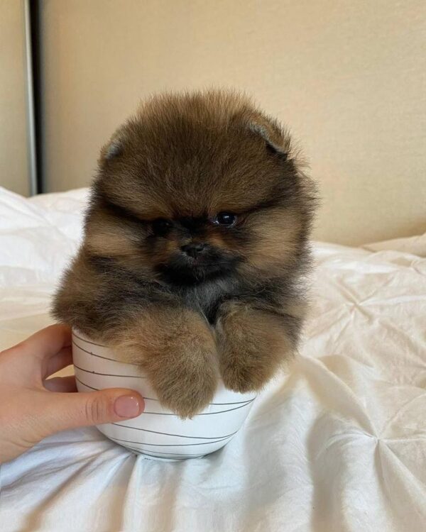 COOPER