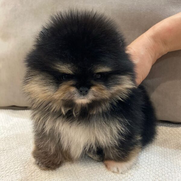 MIMI - Image 2