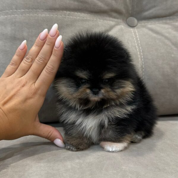 MIMI - Image 3