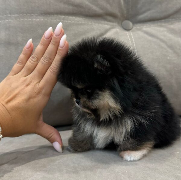 MIMI - Image 4