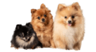 pawsomeplas